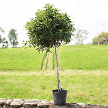 Tabebuia Rosea - Rosy Trumpet Tree